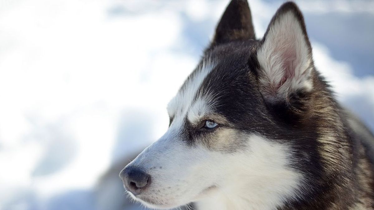 Ponen a dieta al perro con más peso de Gran Bretaña