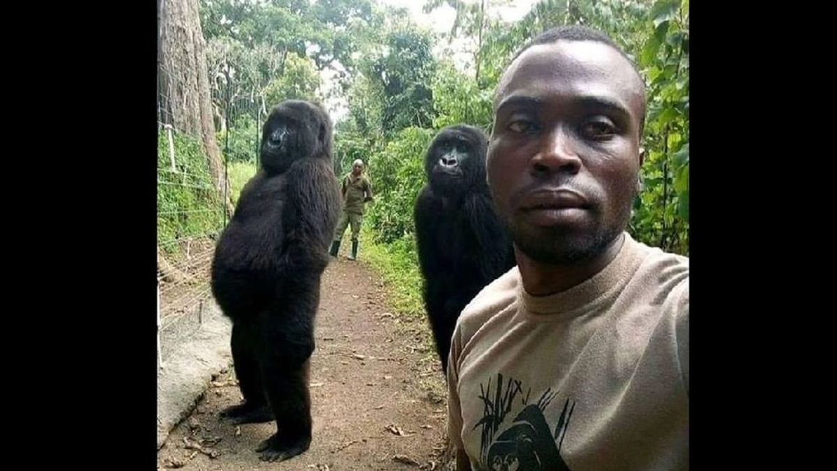 La historia del famoso 'selfie' con los dos gorilas muy humanos