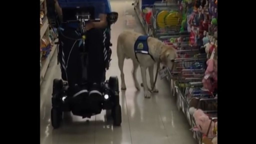 Un perro elige su propio regalo de cumpleaños