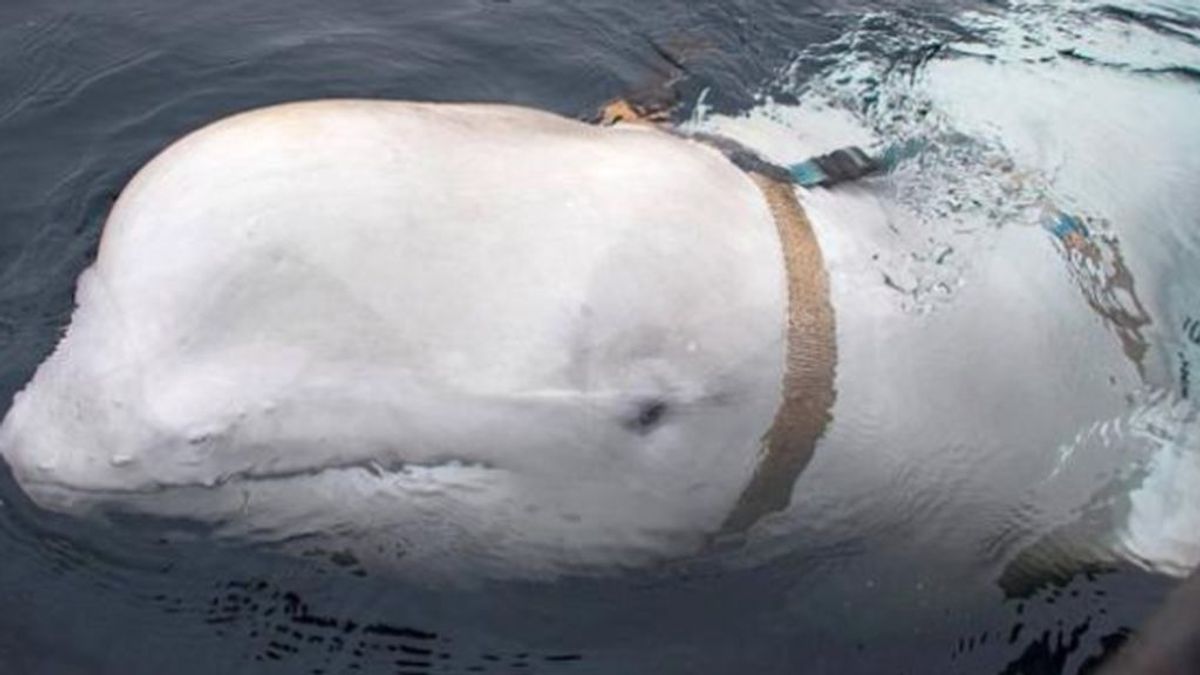 El misterio de la ballena blanca encontrada en Noruega ¿es un arma rusa?