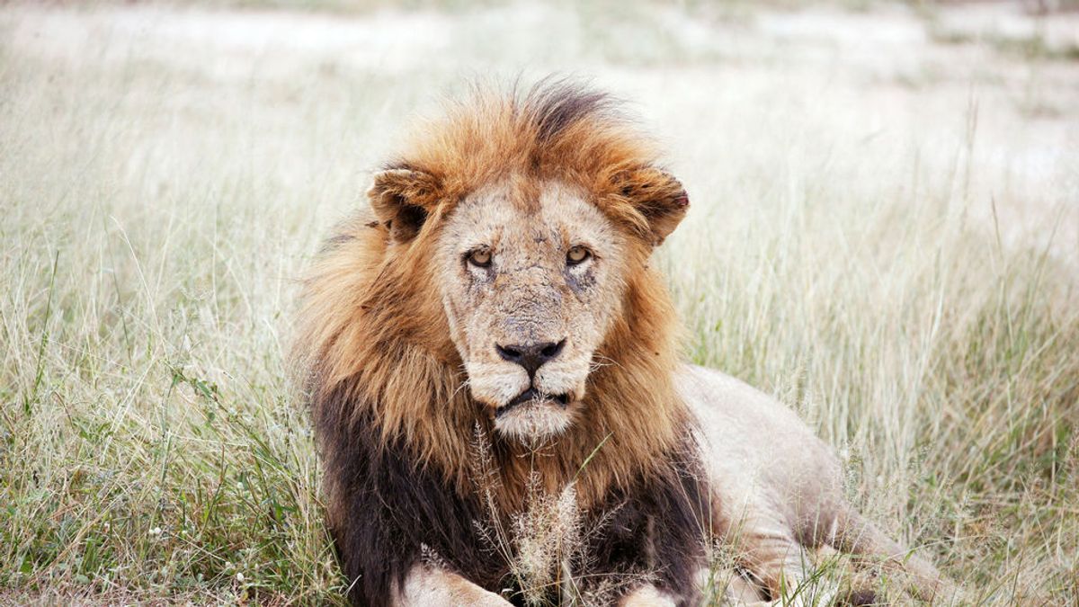 La 'caza ecológica' de leones cautivos en Sudáfrica que ha denunciado un parlamentario conservador británico