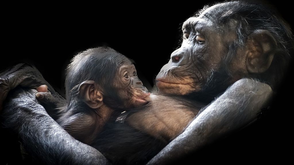 La tierna imagen de un bebé que intenta mamar de una estatua de gorila La tierna imagen de un bebé que intenta mamar de una estatua de gorila