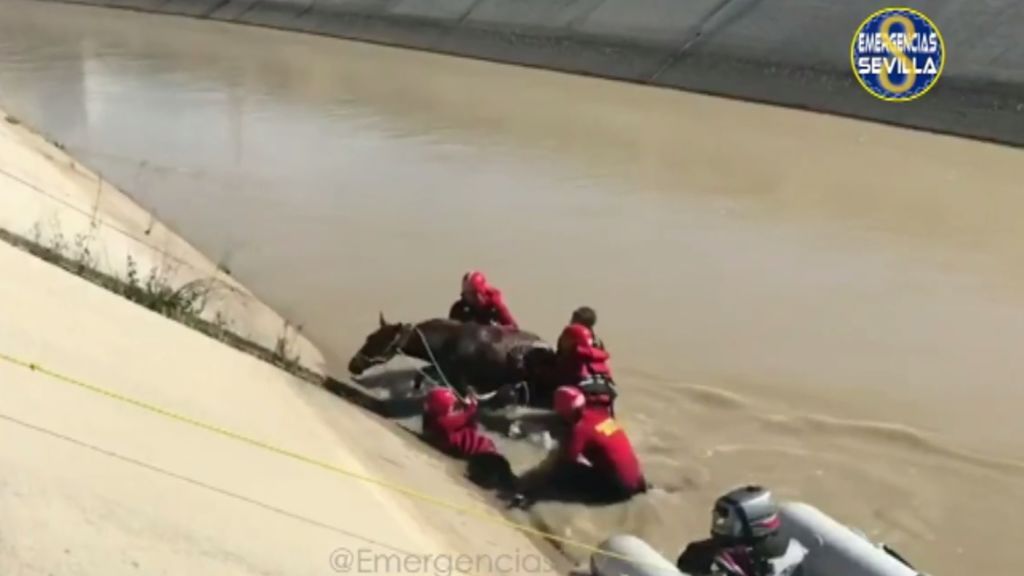 Salvan a un potro de morir ahogado en Sevilla