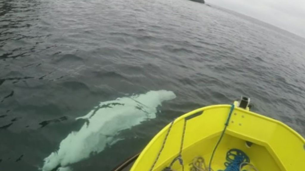 Descubren una ballena "espía" en el mar de Noruega