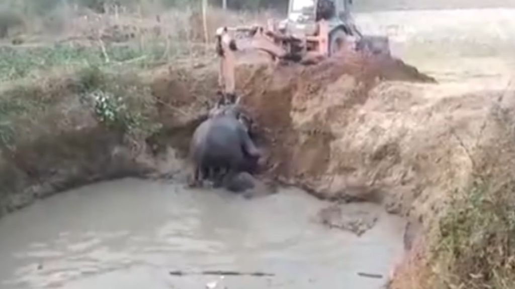 Aparatoso rescate de dos elefantes que cayeron en un pozo de fango