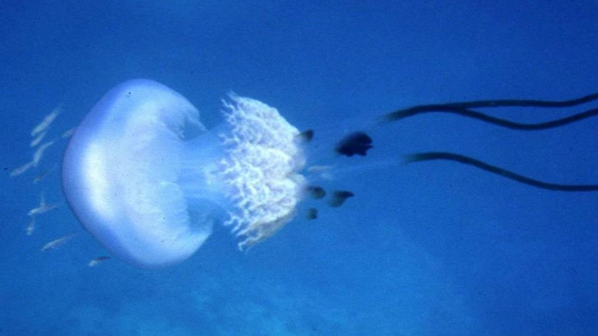 Descubren un antídoto contra el veneno letal de una medusa
