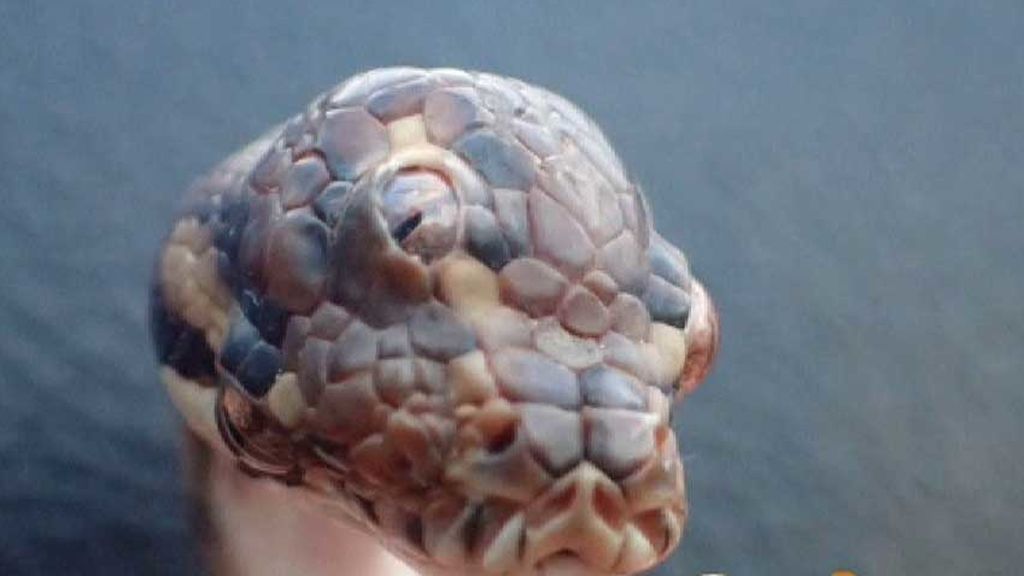 Hallan una serpiente con tres ojos en Australia