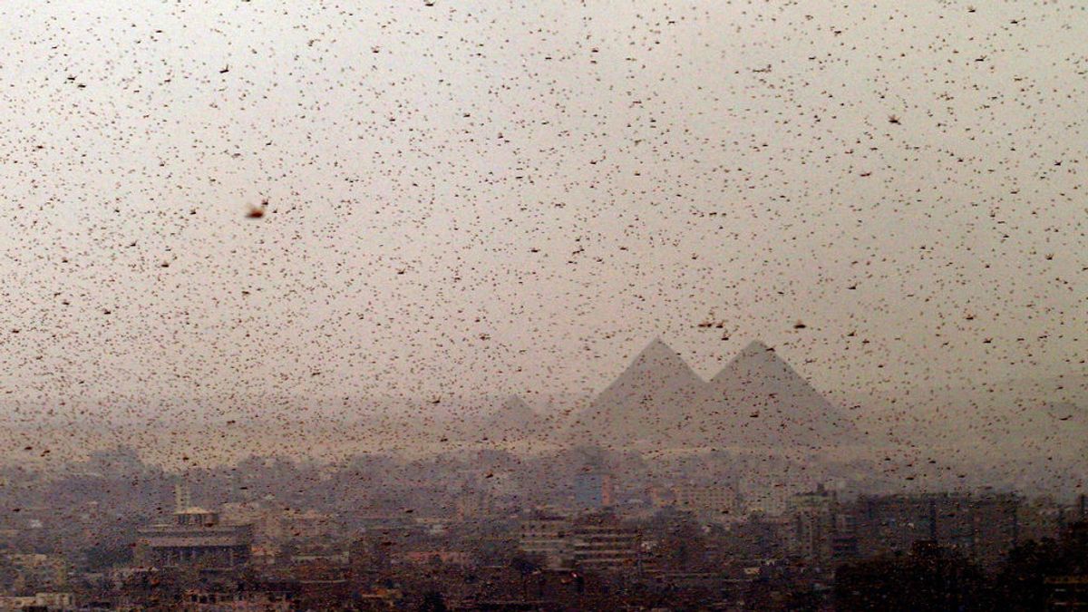 Egipto se enfrenta a la invasión de langostas que recuerda a la octava plaga de la Biblia