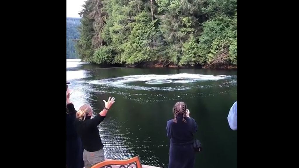 Un despertar diferente en Canadá: dos ballenas sorprenden a un grupo de turistas
