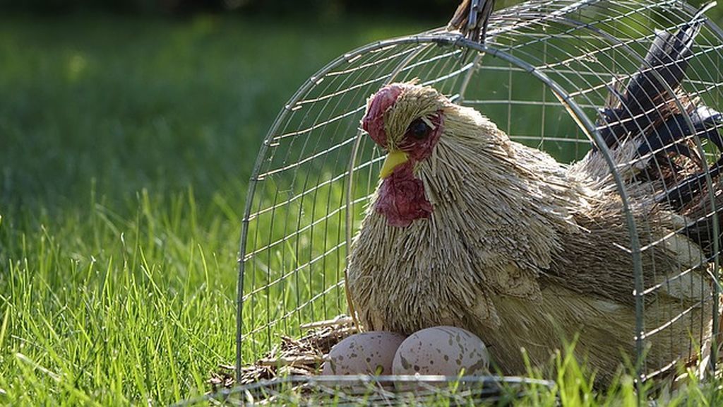 Test de lógica: qué fue primero, el huevo o la gallina Test de lógica: qué fue primero, el huevo o la gallina