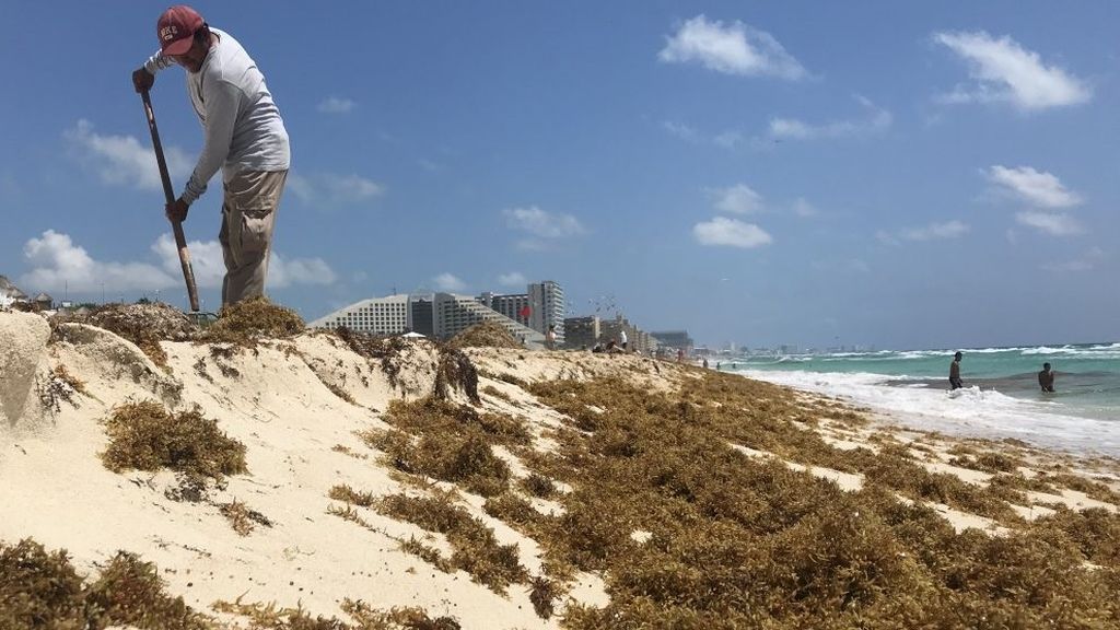 Una ola de algas estropea las playas turquesa de Cancún