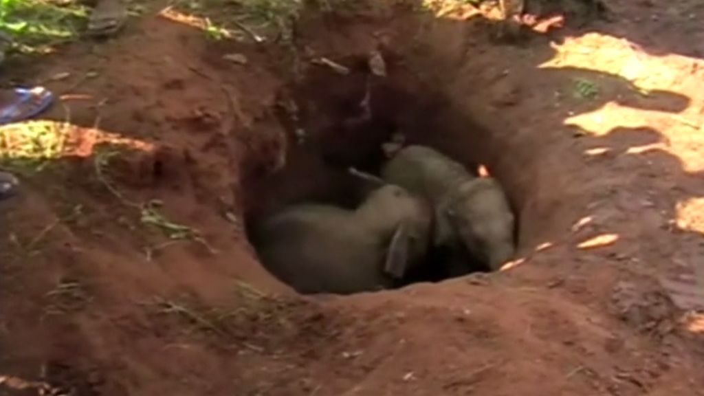 Heroico rescate de dos crías de elefante con una excavadora en Sri Lanka