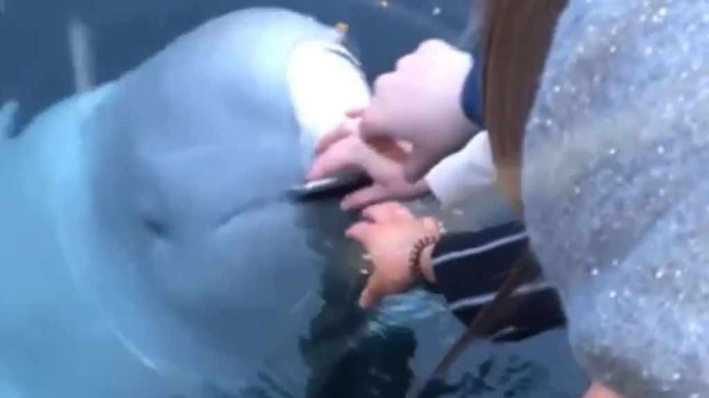 Una  beluga saca del fondo del mar el móvil de una turista