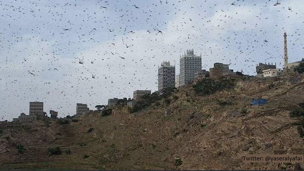 Las imágenes de la plaga bíblica de langosta que está acabando con las cosechas en Oriente Medio