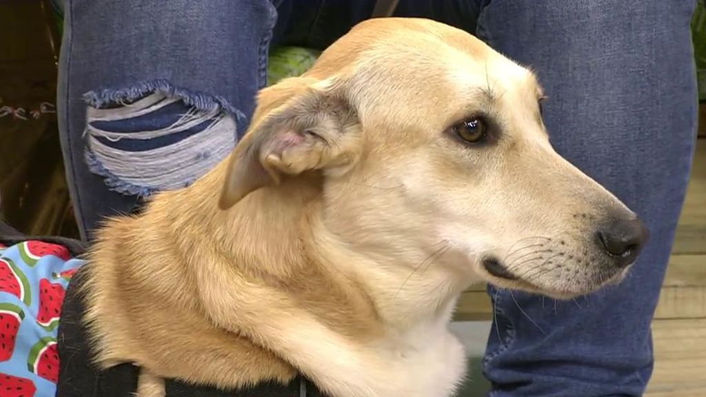 Ámbar, una labradora en adopción
