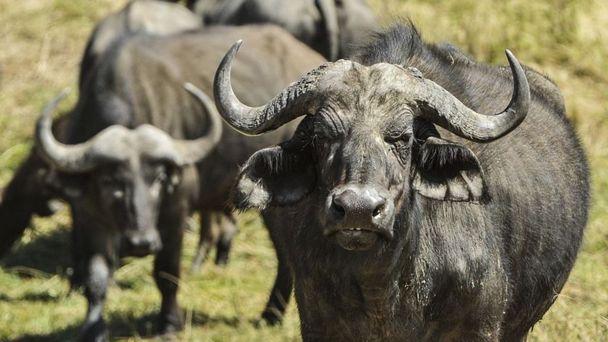 Una búfala sacrifica su vida ante unos leones por defender a su cría