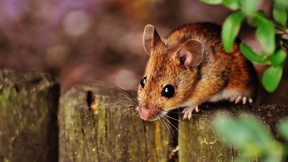 Los ratones sí tienen personalidad