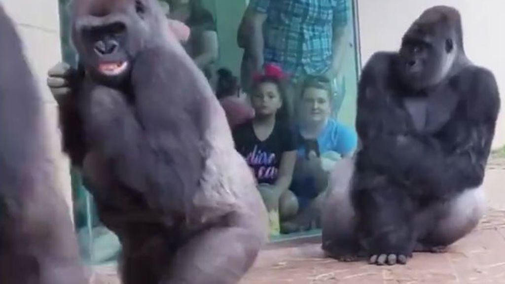 Un grupo de gorilas muy humanos, los gestos que delatan de dónde venimos