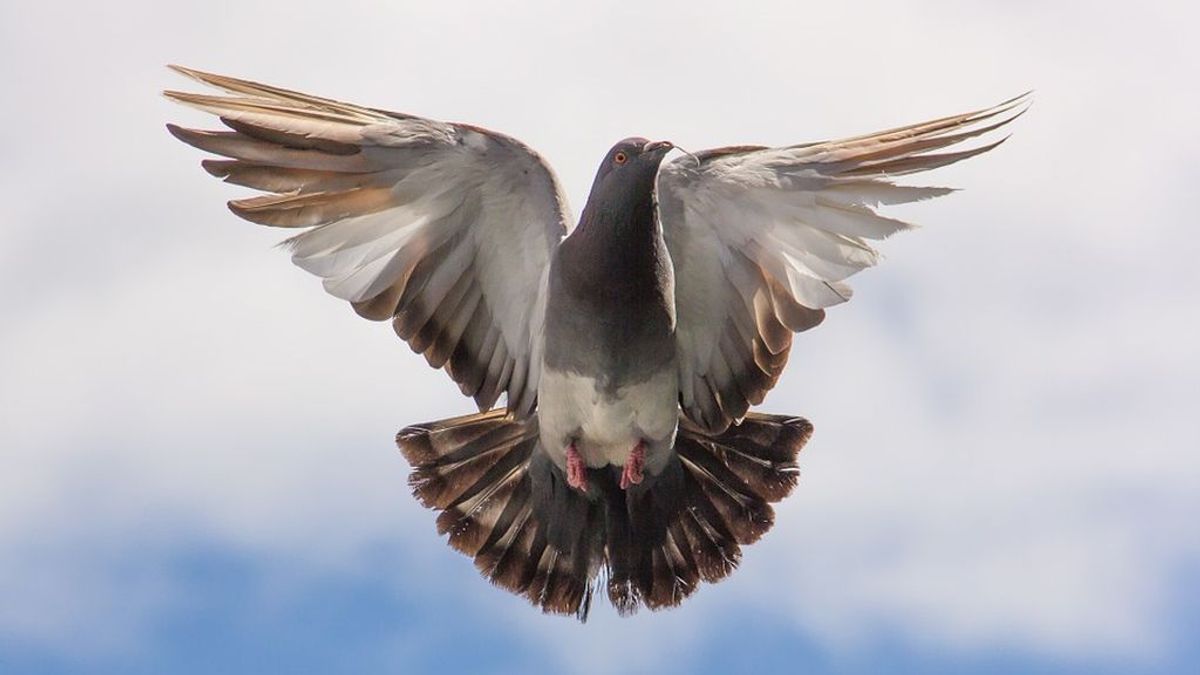Un radar capta el vuelo de una paloma por "exceso de velocidad"