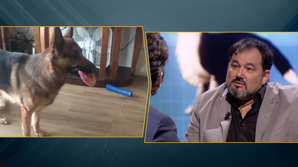 Las historias más impresionantes acerca del ‘Superpoder Animal’