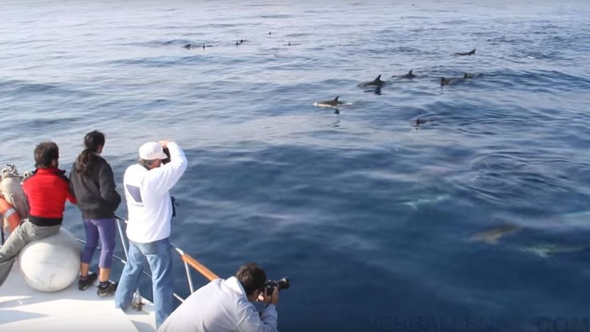 Los cetáceos se acercan a tierra firme el en Cantábrico