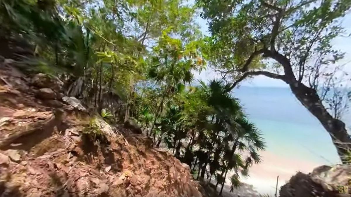 Adéntrate en la selva de Playa Uva con nuestras cámaras 360º