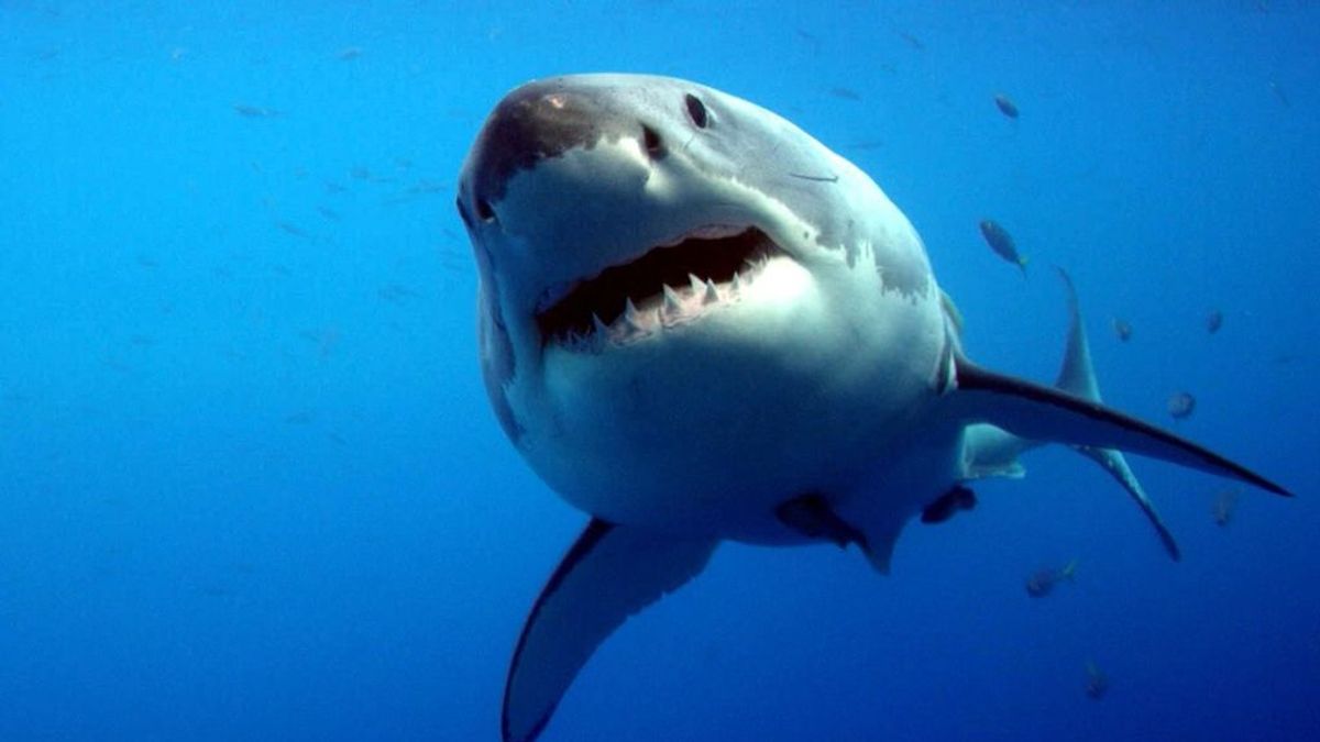 Tiburón, de Spielberg, puede convertirse en realidad en Carolina del Norte