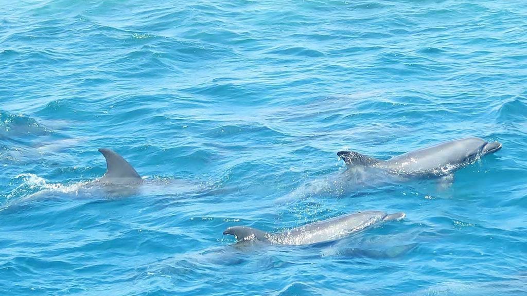 DELFINES