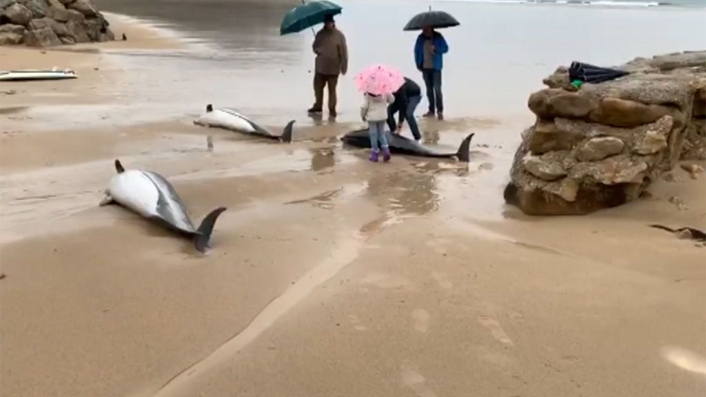 Imagen desoladora en Oyambre: 13 delfines mueren tras quedar varados sobre la arena