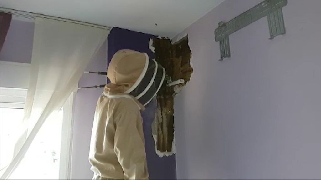 Dos años conviviendo con 80.000 abejas en la pared del dormitorio