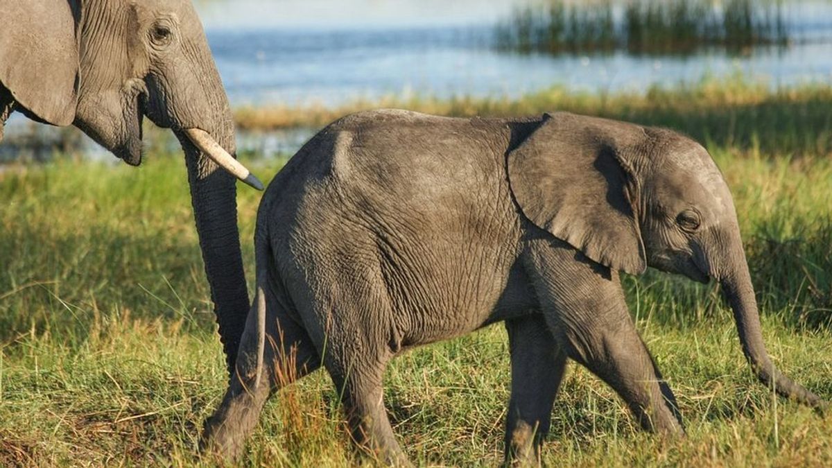 Una elefanta ataca mortalmente a un hombre que fotografiaba a su cría sin vida