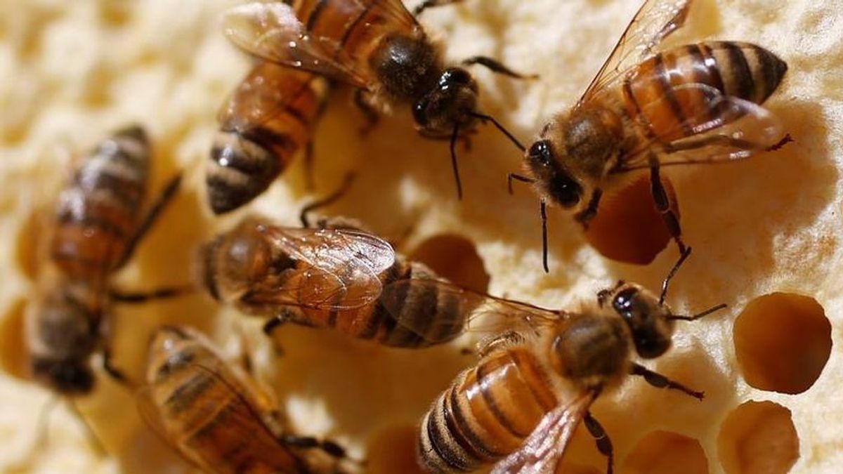 Ecologistas ponen el grito en el cielo para conservar a las abejas