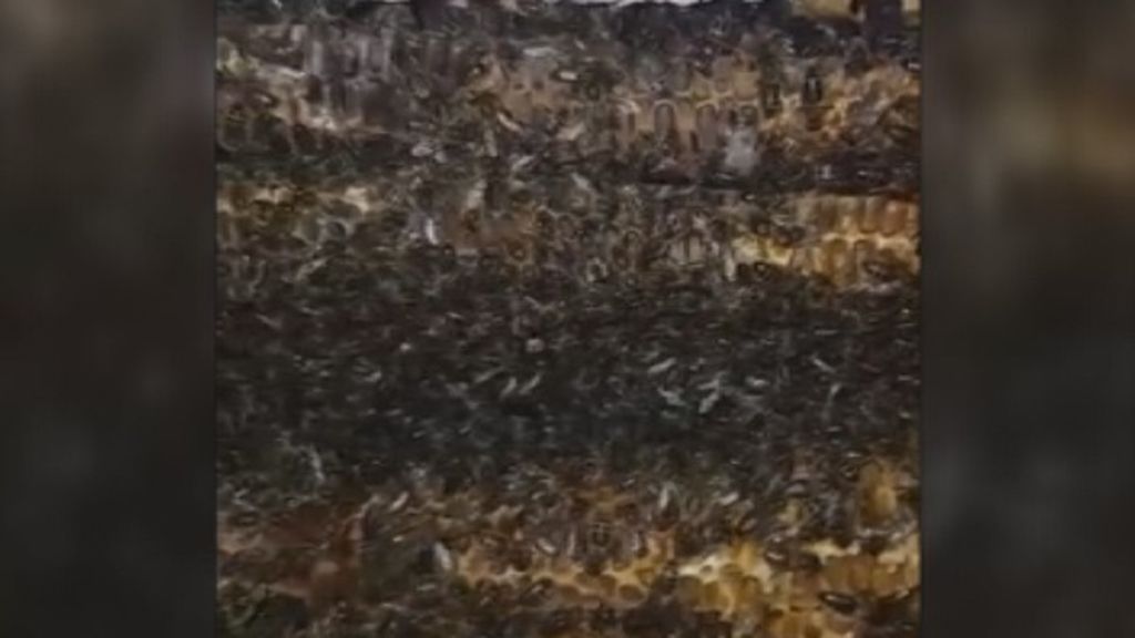 Video Abejas en pared