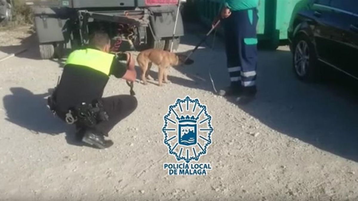 Capturado uno de los cinco perros que atacaron a un hombre en Málaga