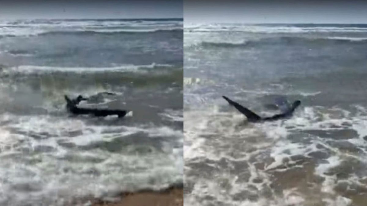 El increíble 'encuentro' entre un surfista y un tiburón en una playa del Golfo de Vizcaya