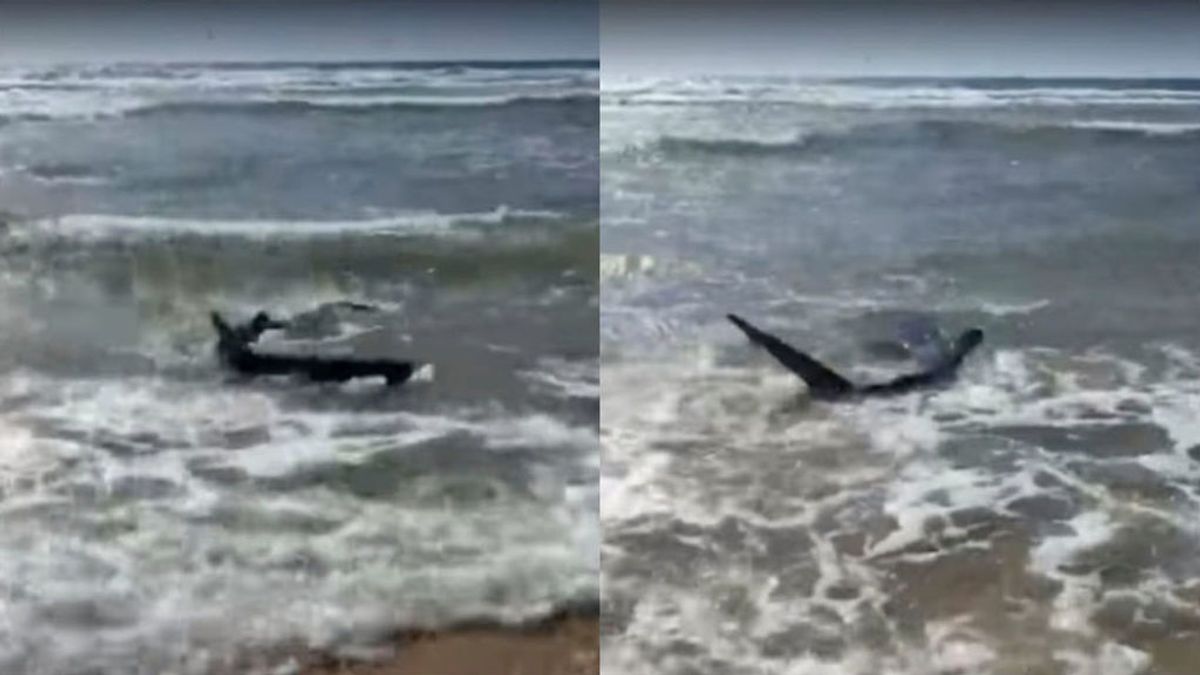 El increíble 'encuentro' entre un surfista y un tiburón en una playa del Golfo de Vizcaya El increíble 'encuentro' entre un surfista y un tiburón en una playa del Golfo de Vizcaya