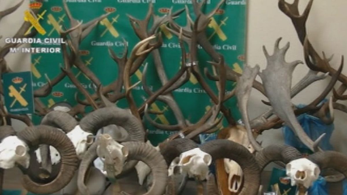 Desmanteladas varias organizaciones que se dedicaban al tráfico de cornamentas de ciervo