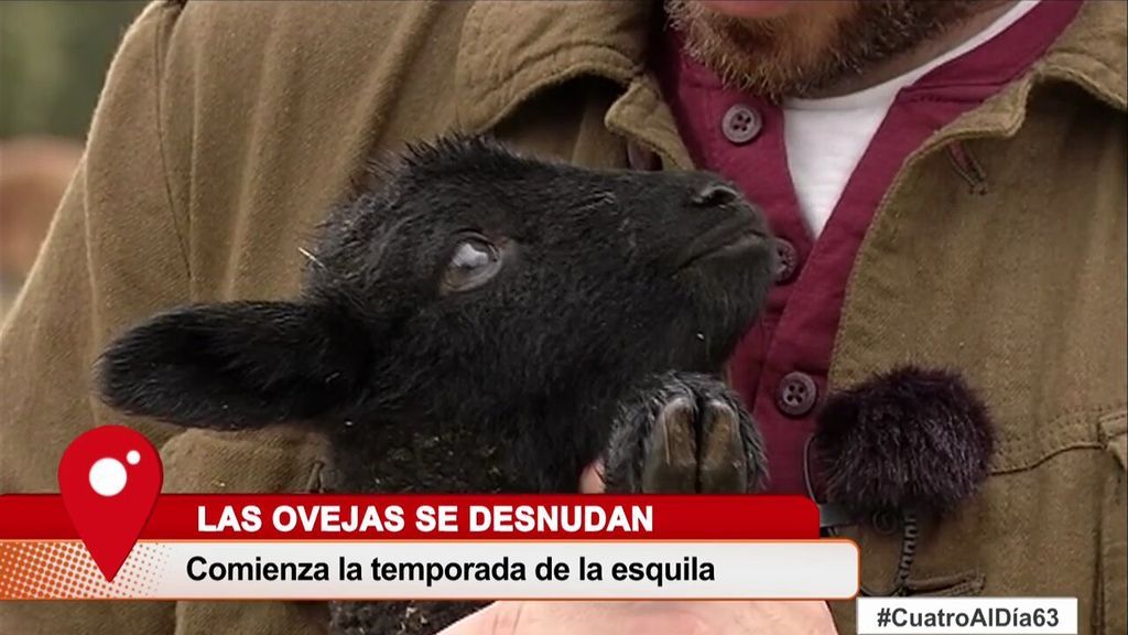 El mayor rebaño de ovejas merinas negras de toda Europa se encuentra en España