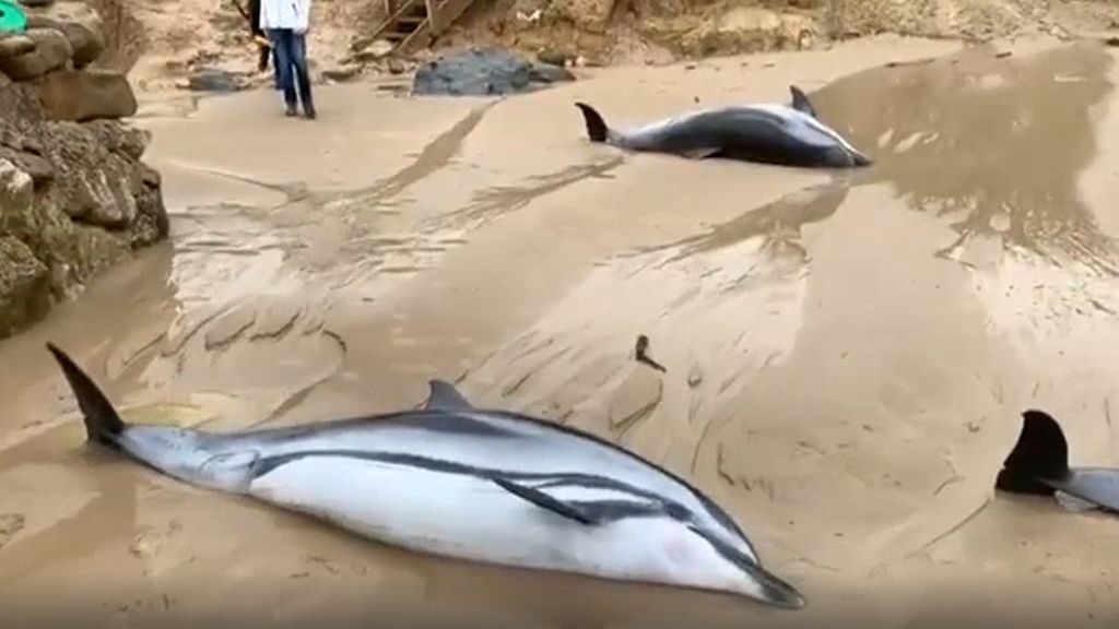 Catorce delfines muertos: por qué han aparecido varados en Cantabria