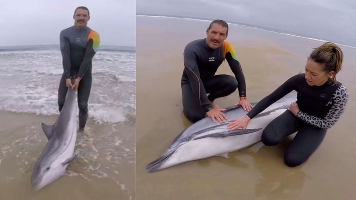 El  heroico esfuerzo de varios surfistas para salvar la vida a varios delfines en Cantabria