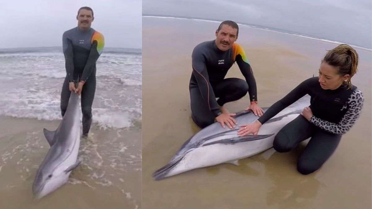 El heroico esfuerzo de varios surfistas para salvar la vida a varios delfines en Cantabria El heroico esfuerzo de varios surfistas para salvar la vida a varios delfines en Cantabria