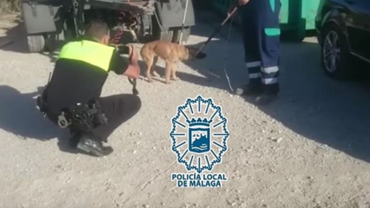 Más de once disparos fueron necesarios para que los perros  abandonados de Málaga, ya capturados, no descuartizaran a  un hombre