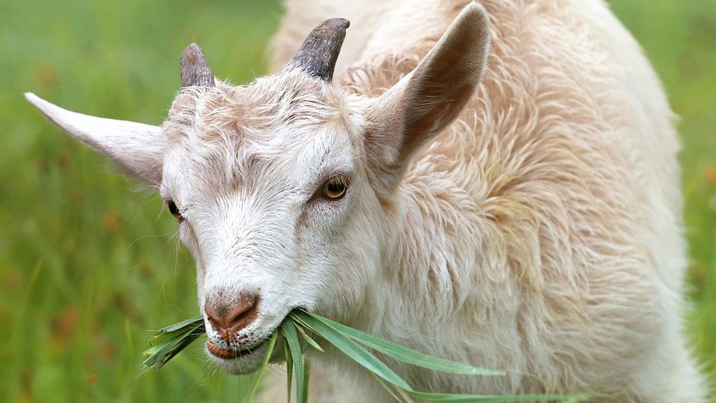 Cabras como herbicidas naturales en los parques de Nueva York