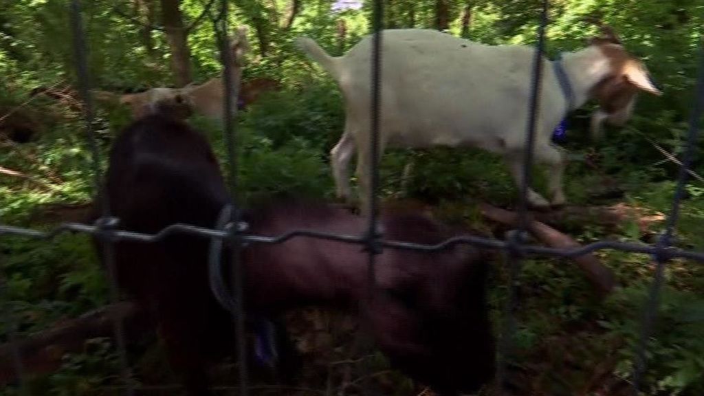 Los parques de Nueva York dan la bienvenida a las cabras