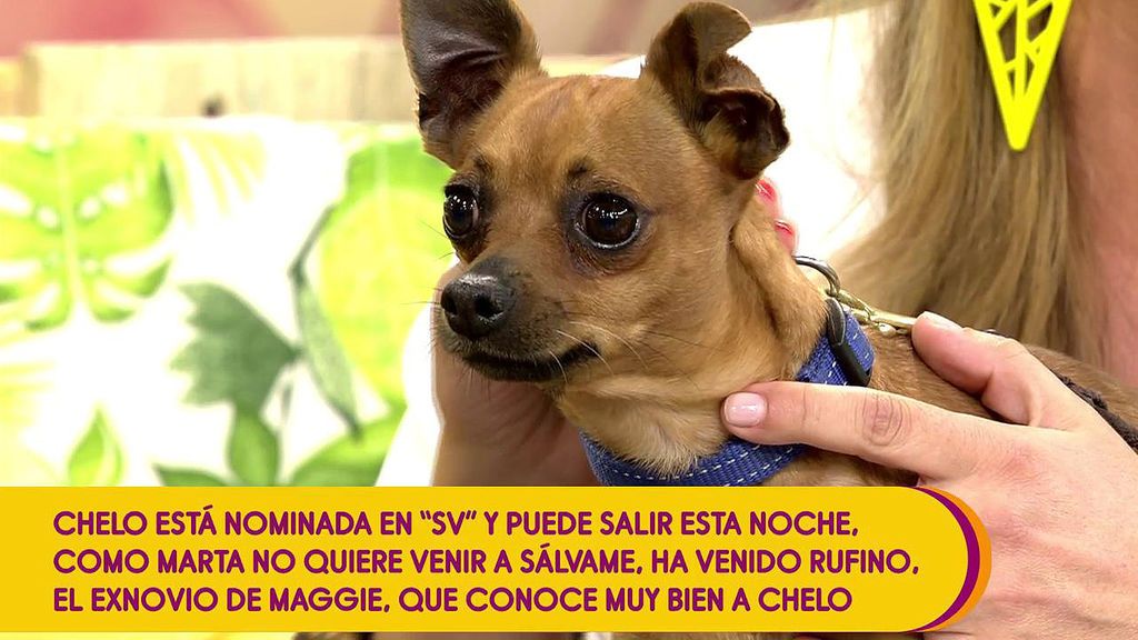 Rufino, el exyerno de Chelo Gª Cortés, visita el plató de Sálvame para ‘ladrar’ por la salvación de la concursante en ‘Supervivientes’