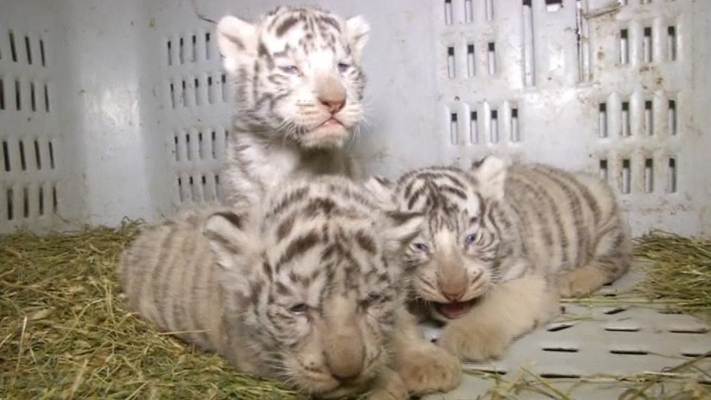 Trillizos en el zoo: Están de enhorabuena al dar la bienvenida a tres cachorros de tigre de Bengala
