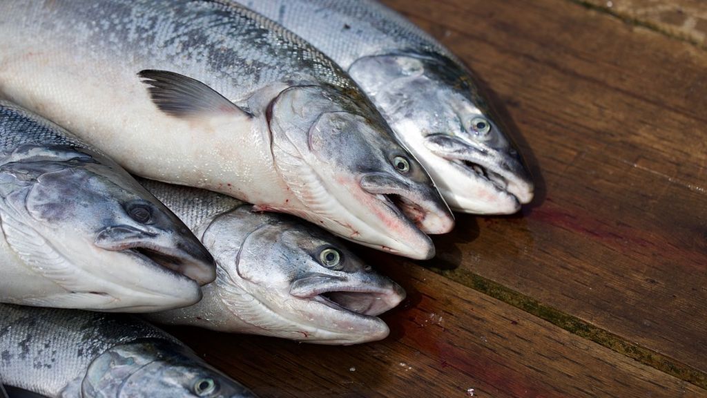 Mueren ocho millones de salmones en Noruega en una semana por un aumento repentino de algas Mueren ocho millones de salmones en Noruega en una semana por un aumento repentino de algas