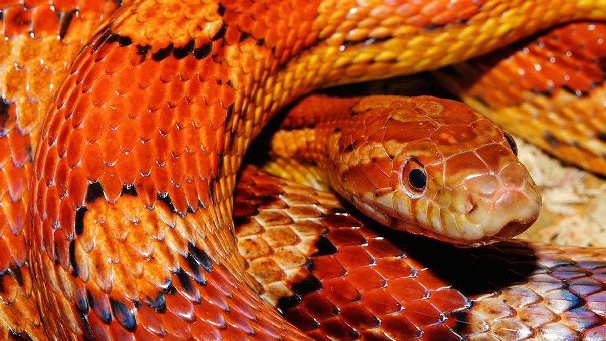 La OMS presenta una estrategia para reducir a la mitas el número de muertes por mordedura de serpiente