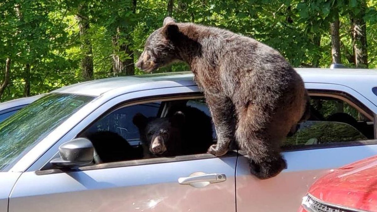Sorpresa al volante: encuentra su coche ‘tomado’ por osos