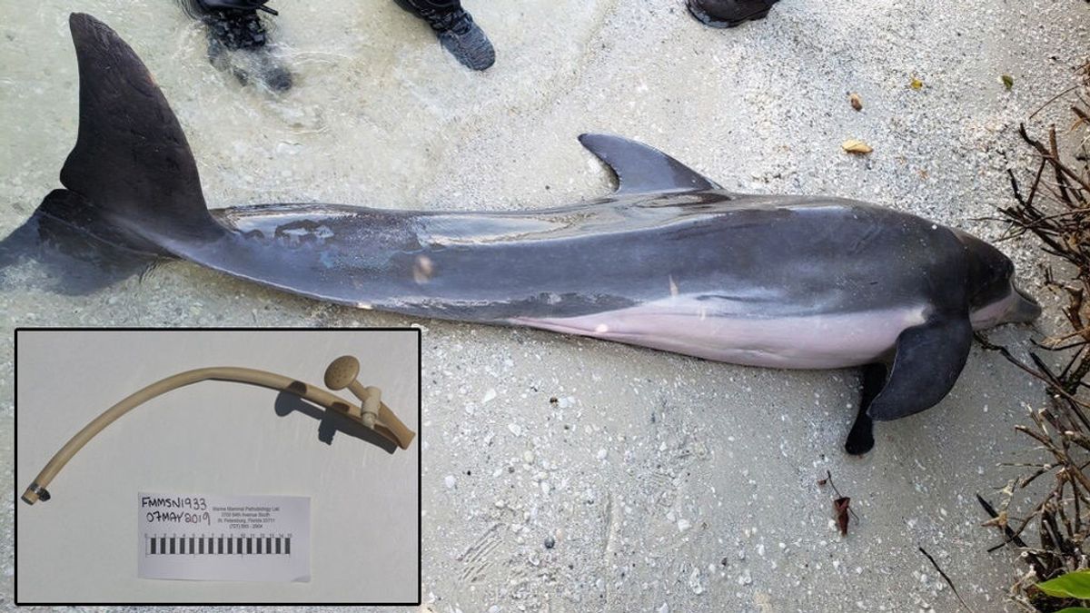 Encuentran una manguera de 60 cm en el interior de un delfín varado en una playa